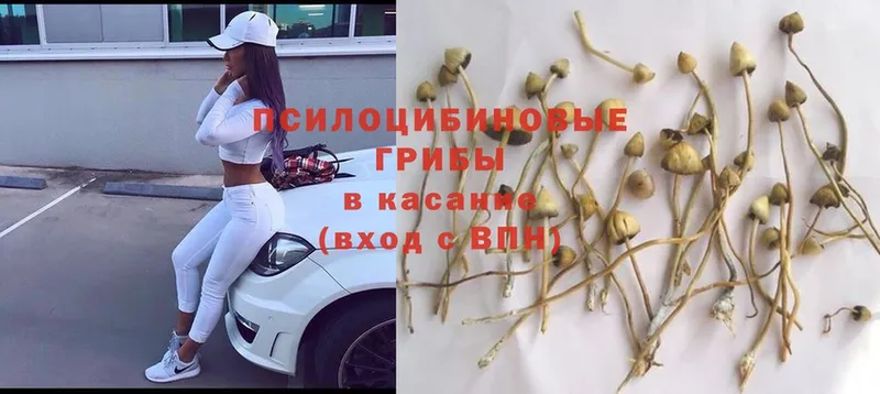 Псилоцибиновые грибы Psilocybine cubensis  Канск 